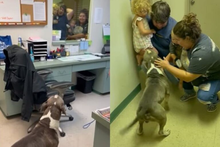 Era sparito a novembre, ma grazie al microchip e all’intervento della polizia, l’Amstaff Conway ha ritrovato la sua casa e l’abbraccio dei suoi umani.