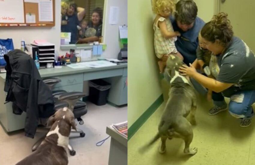 Era sparito a novembre, ma grazie al microchip e all’intervento della polizia, l’Amstaff Conway ha ritrovato la sua casa e l’abbraccio dei suoi umani.