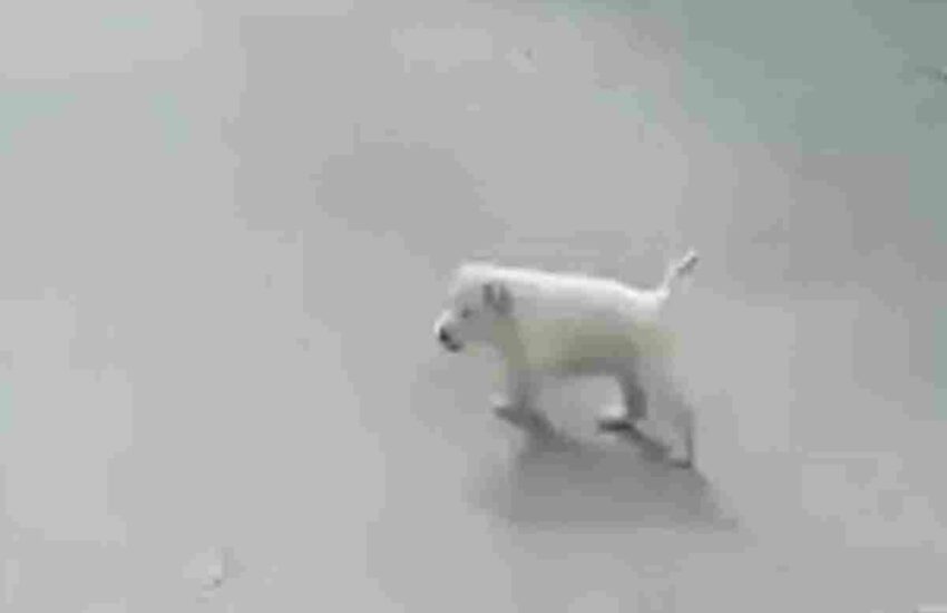 Un giovane motociclista evita per un soffio di investirlo. Quel gesto ha cambiato per sempre la vita del cucciolo abbandonato e sofferente.