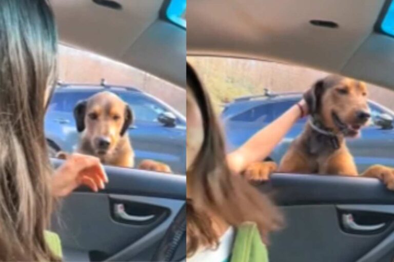Durante un’escursione, due ragazze si imbattono in un cane misterioso che le accompagna lungo tutto il sentiero. Sul collare, una frase che ha commosso tutti.