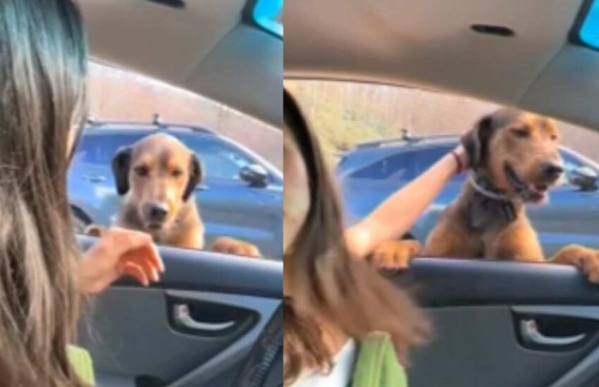 Durante un’escursione, due ragazze si imbattono in un cane misterioso che le accompagna lungo tutto il sentiero. Sul collare, una frase che ha commosso tutti.