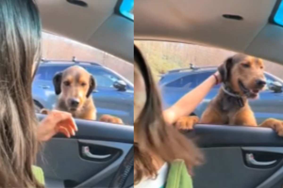 Appare dal nulla alle guida in montagna: il cane Roscoe conquista il web con il suo messaggio “Sto tornando a casa”