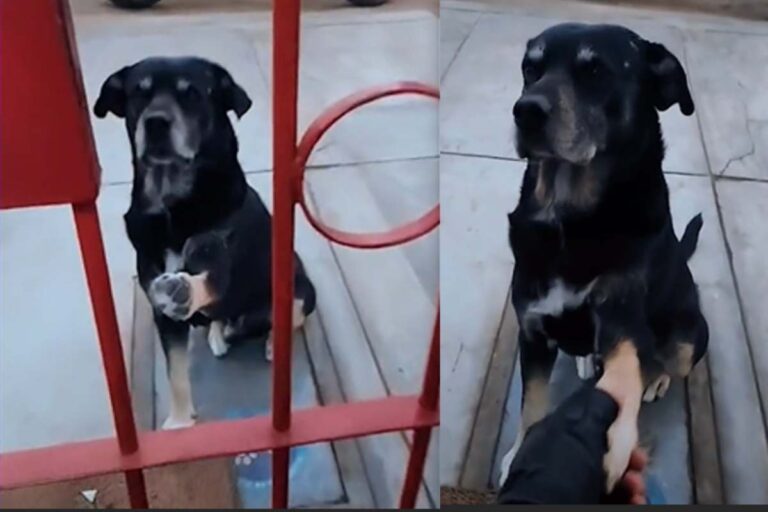 Un cane con la zampa ferita si è presentato da solo davanti a una clinica veterinaria: il video del suo gesto ha emozionato migliaia di utenti.