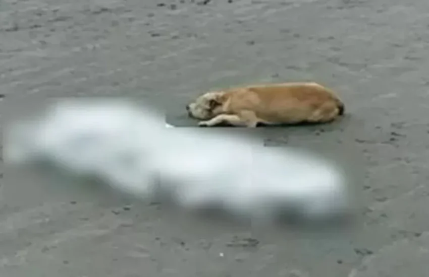 Trovato accanto al suo amico umano senza vita su una spiaggia in Brasile, il cane è stato adottato dopo aver commosso un’intera nazione.