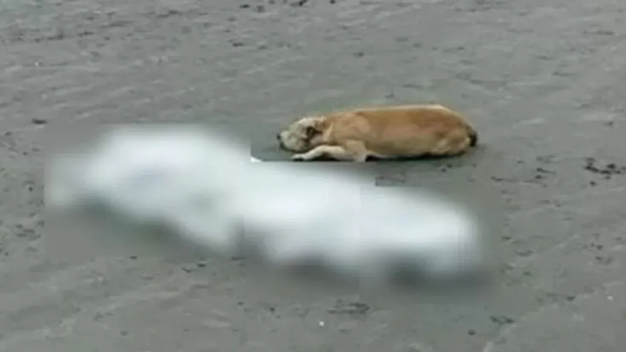 Trovato accanto al suo amico umano senza vita su una spiaggia in Brasile, il cane è stato adottato dopo aver commosso un’intera nazione.