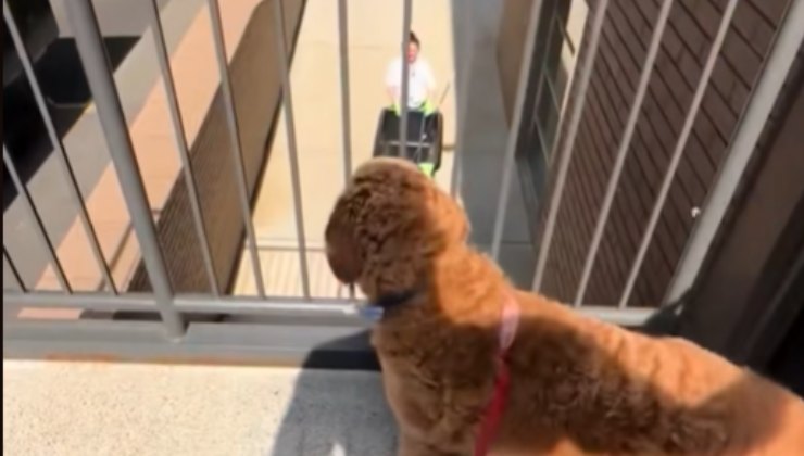 Ogni settimana il cucciolo aspetta con ansia la donna delle pulizie per salutarla con gioia: il loro legame è diventato virale sui social.