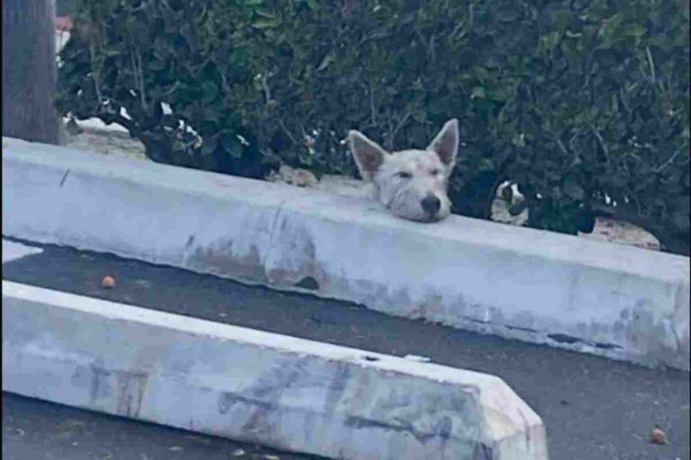 Una cucciola smarrita, una zampa rotta, giorni di paura. Grazie ai volontari e a un microchip, Maisie è tornata tra le braccia della sua mamma.