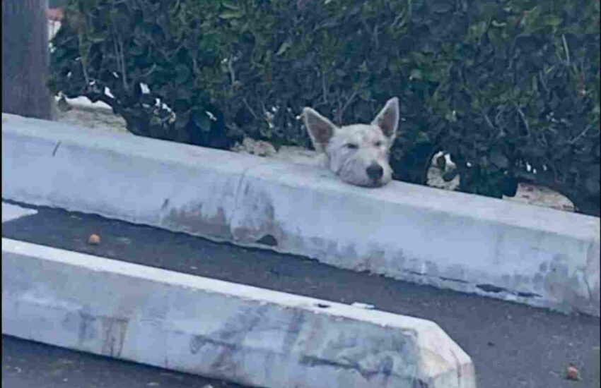 Una cucciola smarrita, una zampa rotta, giorni di paura. Grazie ai volontari e a un microchip, Maisie è tornata tra le braccia della sua mamma.