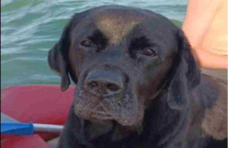 Ziggy sfida il mare per tornare dalla sua famiglia: nuota 5 ore e vince la battaglia contro la corrente