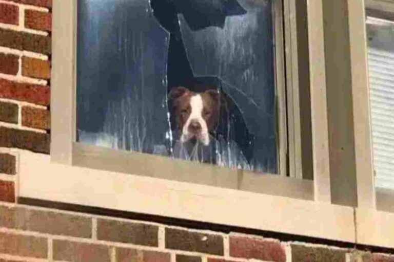 Intrappolato in una scuola abbandonata, senza acqua né cibo, il cane Ollie è stato salvato da Donna Lochmann. Ora è felice e al sicuro.