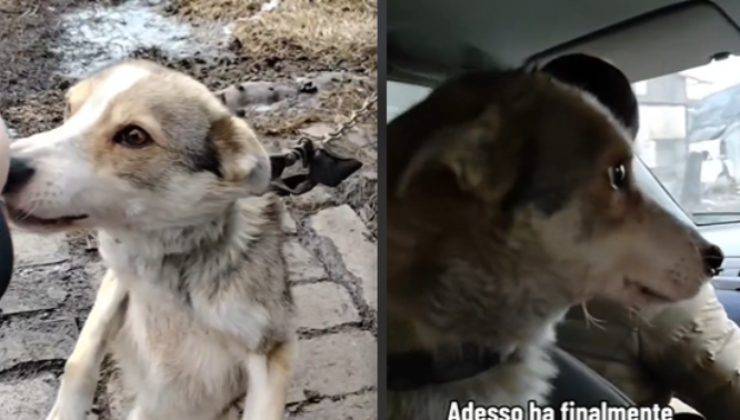 Legato alla catena tra i rifiuti e ridotto pelle e ossa: salvato in extremis da due angeli sconosciuti