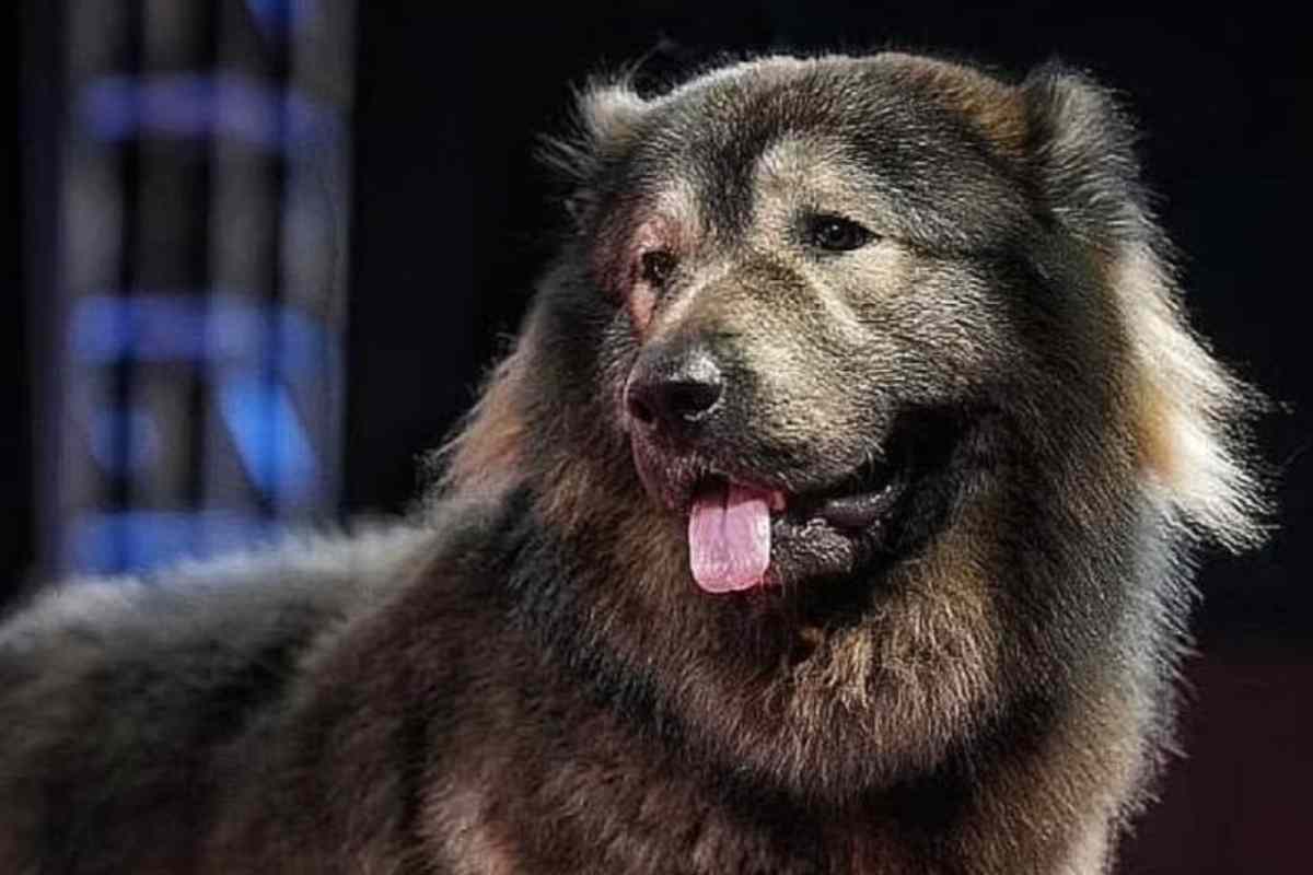 Okami, il pastore del Caucaso da 4,7 milioni: è il cane più costoso del mondo