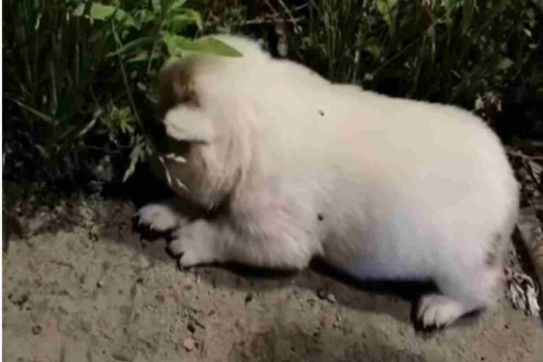 Un cucciolo morente è stato trovato da passanti sensibili. Oggi, grazie a loro, ha una seconda possibilità e ha smesso di vergognarsi dell’uomo.