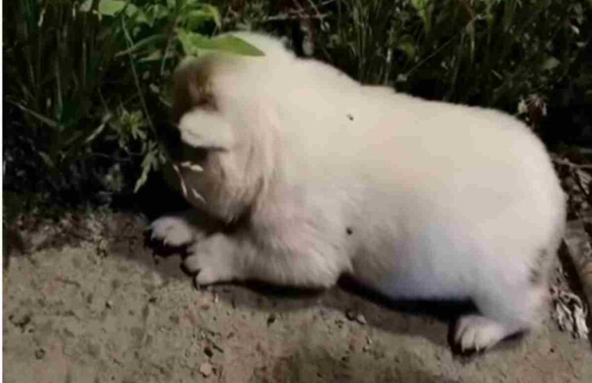 Un cucciolo morente è stato trovato da passanti sensibili. Oggi, grazie a loro, ha una seconda possibilità e ha smesso di vergognarsi dell’uomo.