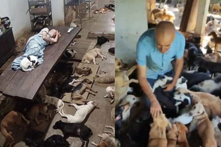 Dopo la morte del suo cane, un uomo di Marechal Deodoro ha rinunciato a tutto per creare un rifugio per oltre 800 animali abbandonati.