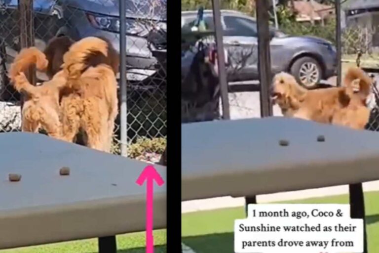 Un video commovente mostra due cani lasciati al rifugio: disperati davanti al cancello, piangono mentre i loro umani li abbandonano per sempre.