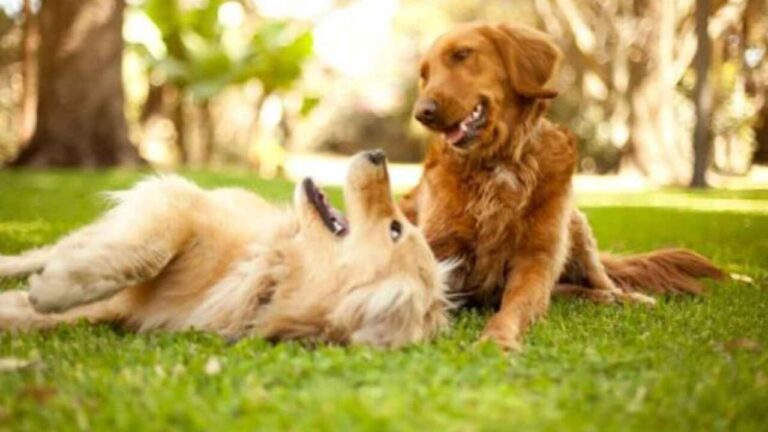 Denti, comportamento, razza e perfino DNA: ecco tutti i metodi per stimare l’età del tuo cane e offrirgli una vita su misura.
