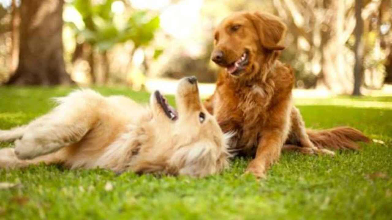 L’età di un cagnolino, un anno vale davvero sette? Il mito da sfatare