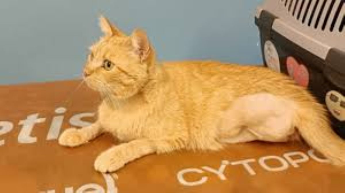 Il salvataggio del gatto Cucciolo: ora cerca una nuova casa dopo l’amputazione