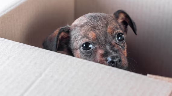 Trovare un cucciolo abbandonato può emozionare ma anche spaventare: ecco come agire correttamente, a chi rivolgersi e come adottarlo legalmente.