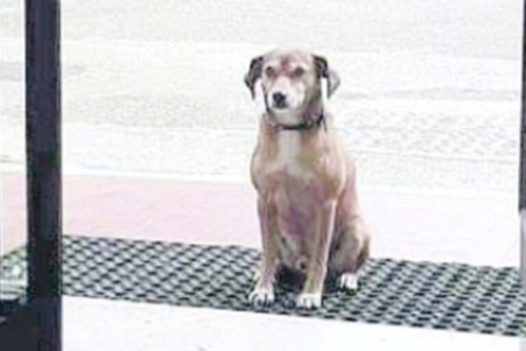 Mentre Dalila sostiene gli esami di terza media, il suo cane Tommy resta immobile davanti alla scuola: un gesto dolcissimo che ha toccato il cuore del web.