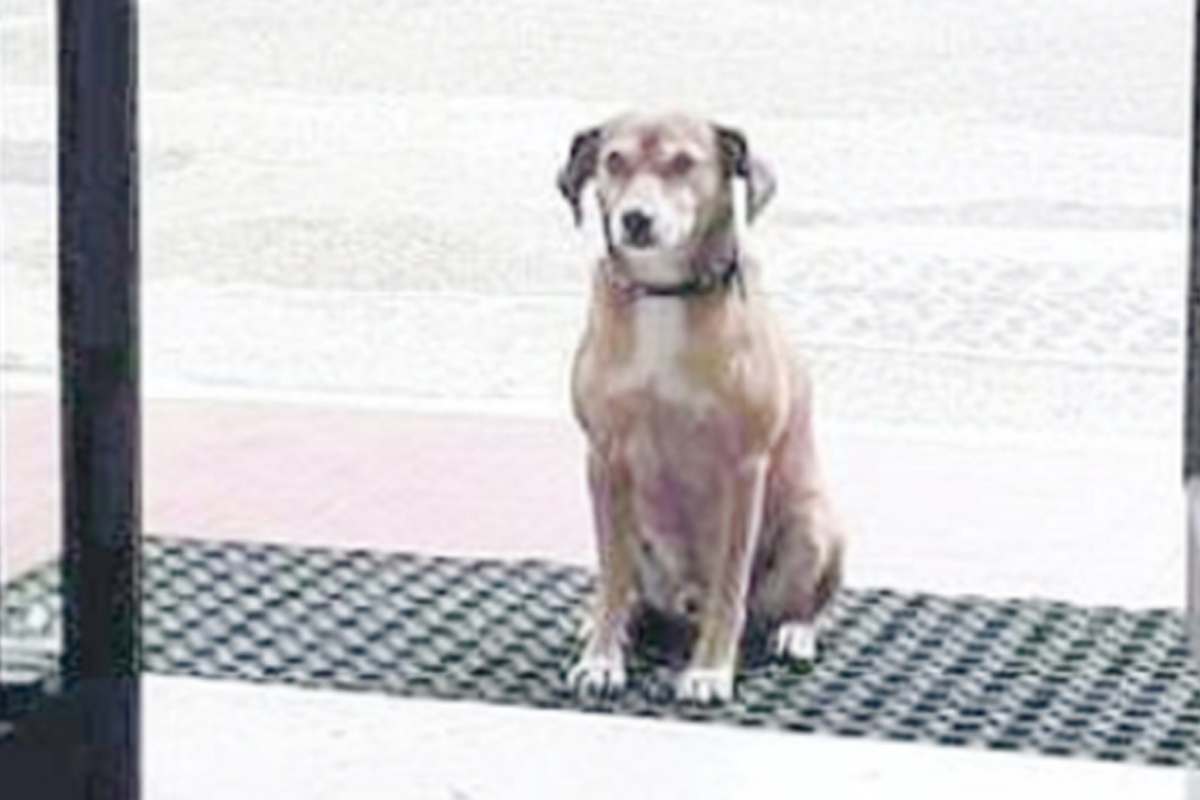 Dalila fa gli esami, il cagnolino resta per ore a vegliarla fuori: la foto di Tommy commuove tutti