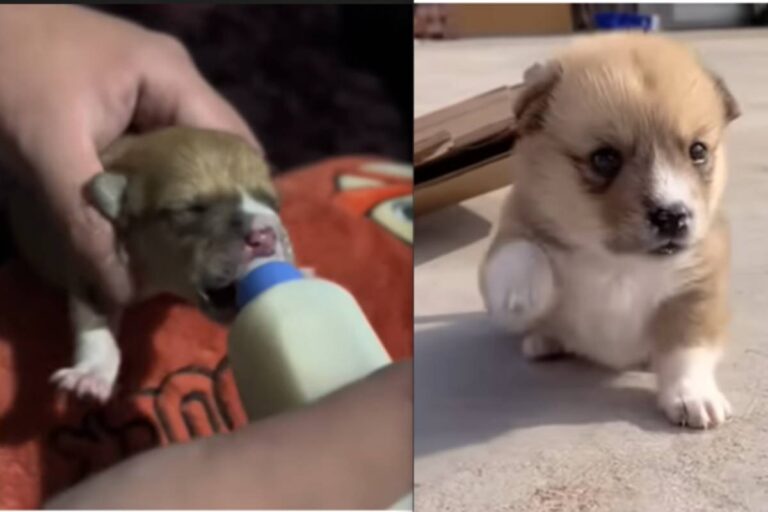 Un cucciolo appena nato è stato abbandonato in un sacco di plastica sul ciglio della strada. Il suo lamento ha attirato l’unica persona disposta a salvarlo.