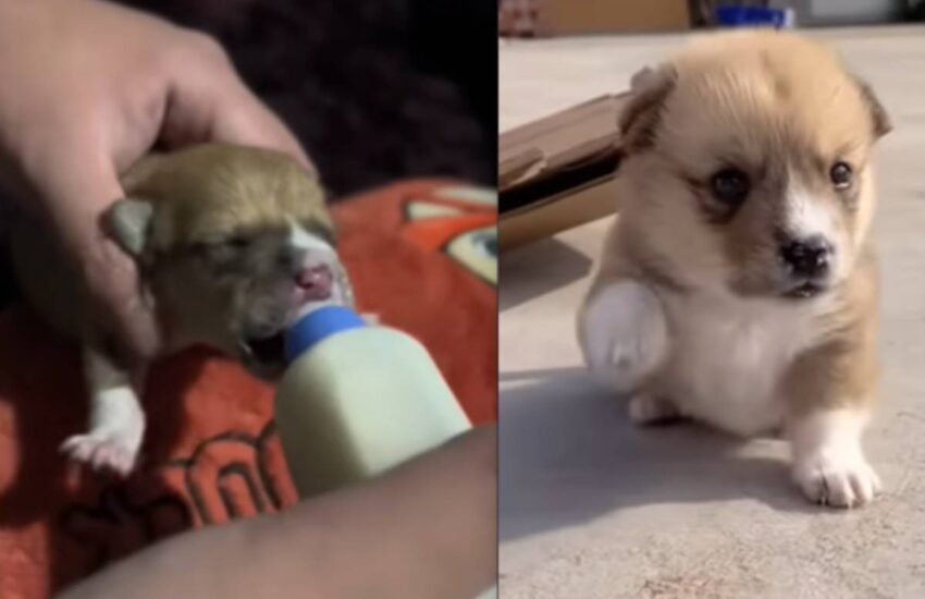 Un cucciolo appena nato è stato abbandonato in un sacco di plastica sul ciglio della strada. Il suo lamento ha attirato l’unica persona disposta a salvarlo.