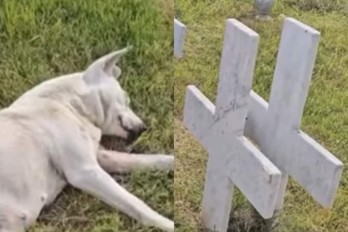 Il cane che veglia e piange ogni giorno sulla tomba della sua umana