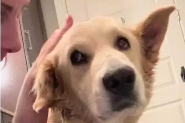 La cagnolina era stesa a terra, immobile, come priva di vita. Salvata in extremis, oggi torna lentamente a sperare grazie all’amore dei volontari.
