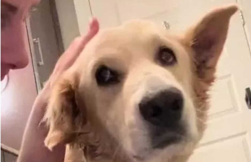 La cagnolina era stesa a terra, immobile, come priva di vita. Salvata in extremis, oggi torna lentamente a sperare grazie all’amore dei volontari.