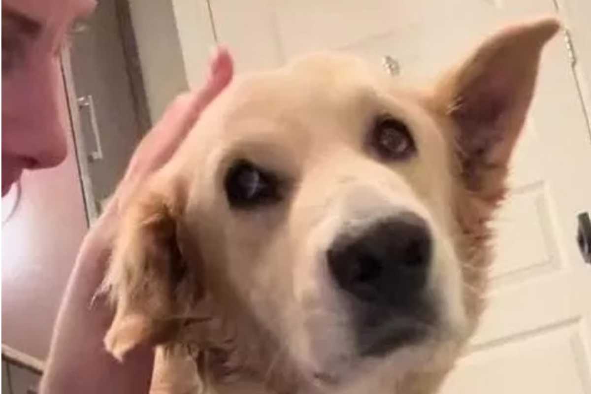 La cagnolina era stesa a terra, immobile, come priva di vita. Salvata in extremis, oggi torna lentamente a sperare grazie all’amore dei volontari.