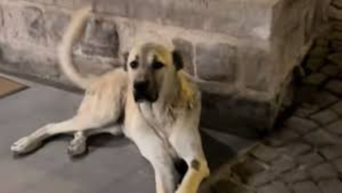 La nuova vita di Aslan, il cane salvato da una coppia in vacanza