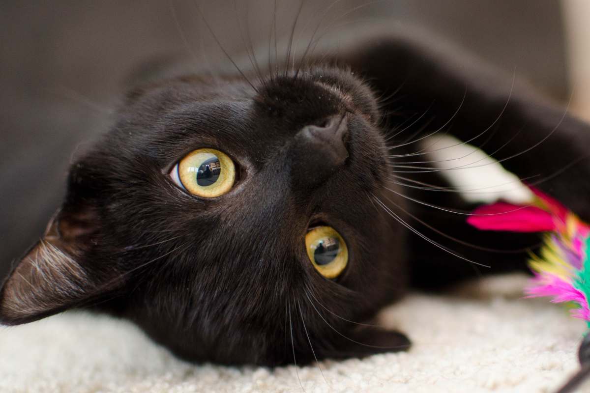 Kirby, il gatto nero scomparso per 888 giorni: ritrovato per miracolo, ma sceglie una nuova casa