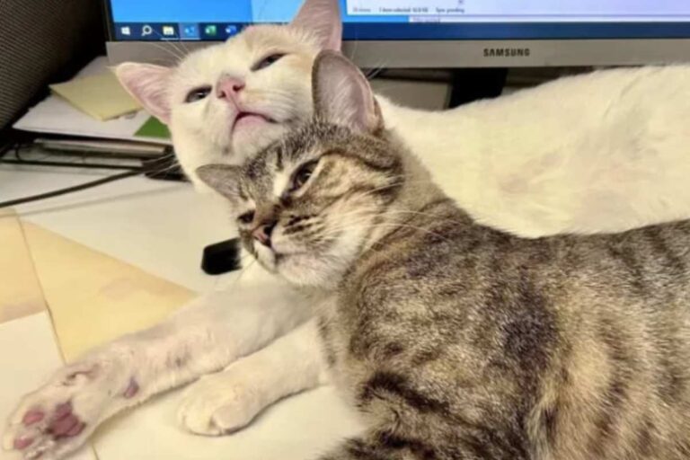 Nei rifugi di tutto il mondo gli ospiti a quattro zampe sono moltissimi. Fuori dalla recinzione di molti di loro c’è una targhetta sulla quale si leggono i dati dei cuccioli: alla voce provenienza si legge spesso “rinuncia di proprietà“. Si, perché gli umani che hanno scelto di vivere con loro decidono troppo spesso di abbandonarli al canile o al gattile perché ammalati, risolvendo in questo modo quello che ai loro occhi rappresenta solo un problema. E questo è proprio il caso del gatto Earnie. La sua storia ha commosso gli utenti del web. La storia del dolcissimo gattino Earnie, il “compagno di riposini” più amato del rifugio Earnie, un micetto dal manto chiaro e dagli occhi azzurri, non aveva nemmeno un anno quando è stato abbandonato in una clinica veterinaria. Ammalato e sofferente, il micetto aveva un urgente bisogno di cure. La famiglia non volendo e non potendo sostenere le spese ha deciso di lasciarlo al proprio destino. Rimasto senza più nessuno e sottoposto a un intervento chirurgico per risolvere un blocco urinario, Earnie ha iniziato a sentirsi sempre peggio sia fisicamente che emotivamente. il gatto earnie La storia del gatto Earnie e del suo nuovo migliore amico (Screenshot foto Alley Cat Rescue – amoreaquattrozampe.it) Formelan Forte potenza anche dopo 70 anni! La ricetta è semplice Ordina adesso Se vuoi saperne di più, leggi un nostro approfondimento sul tema >>> Abbandonato perché è ammalato: ha solo 4 anni e cerca una famiglia per sempre A intervenire in aiuto del povero micetto sono stati i volontari del rifugio statunitense Alley Cat Rescue. Grazie all’aiuto degli organizzatori della struttura, Earnie è stato dato in affido temporaneo a una famiglia. Ed è qui che il cucciolo ha incontrato Persimmon, un dolcissimo gattino dal manto scuro. Persimmon aveva capito che Earnie aveva bisogno di affetto e attenzioni e così è diventato il suo angelo custode. I pet mate scrivono sui social: “Lo considerava il suo compagno di coccole e lo aiutava a riprendersi con le sue dolci fusa e il suo amore”. Earnie ha iniziato così a sentirsi meglio e ad accettare la presenza di altri gatti, facendo amicizia anche con Copper. Se vuoi saperne di più, leggi un nostro approfondimento sul tema >>> Cucciolo arriva alla clinica malato e ferito: a prendersene cura ci pensa il gatto Rico Tutti i felini della casa avevano capito che Earnie aveva bisogno di un supporto speciale per superare le difficoltà. La famiglia ha spiegato: “Adora gli altri gattini e fa dei bei colpetti sulla testa a tutti quelli che incontra. Sembra che Copper stia proteggendo Earnie, e lui lo adora, anche se è più piccolo di lui”. Earnie è diventato presto il “compagno di riposini” preferito del rifugio, andando a sdraiarsi accanto a qualsiasi altro gatto che stava riposando. Le fusa sono un modo per esprimere affetto e amicizia. I gatti fanno le fusa tra loro per comunicare il legame che si è instaurato e il legame tra Earnie e gli altri quattro zampe è decisamente forte considerando le loro fusa. il micetto earnie Il micetto Earnie ha ricevuto le cure di cui aveva bisogno (Screenshot foto Alley Cat Rescue – amoreaquattrozampe.it) “Earnie oggi sa di essere amato e protetto. Potrebbe aver bisogno di qualche attenzione medica in più, e va bene così. Gli altri gattini lo amano e le coccole abbondano ovunque vada”, hanno spiegato sulla pagina social i pet mate. La natura amichevole e affettuosa di Earnie contagia anche gli altri gatti. Ed è stato bello notare come altri mici in difficoltà come Gumdrop abbiano seguito il suo esempio. Se vuoi saperne di più, leggi un nostro approfondimento sul tema >>> Cucciolo malato in fin di vita cerca aiuto: veterinaria si offre di pagare le sue spese mediche, poi la sorpresa In ogni parte del mondo le cure mediche per gli animali sono estremamente costose. Sono tantissimi, purtroppo, gli esseri umani che non hanno la possibilità di pagare il veterinario, ma questo non giustifica abbandoni come quello di Earnie. Per fortuna, il dolce gatti protagonista dal manto chiaro è stato estremamente fortunato nel trovare l’amore e l’affetto degli umani e dei suoi simili.
