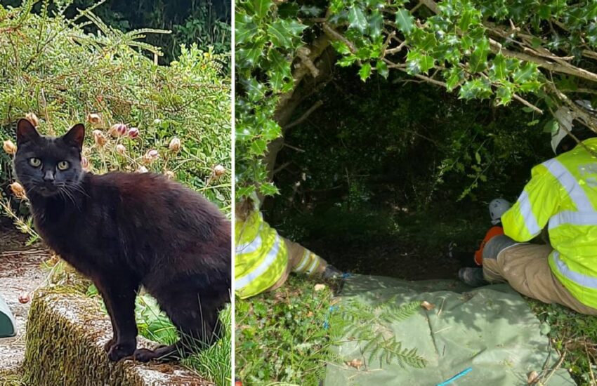 Grazie ai suoi miagolii incessanti, ha guidato i soccorsi verso la donna scomparsa. Ora è salva