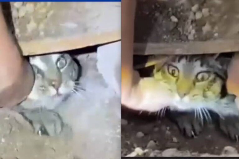 Drifter, un gattino grigio tigrato, è stato salvato dopo 60 giorni passati intrappolato sotto l’asfalto. A salvarlo, la voce e l’amore di una bambina.