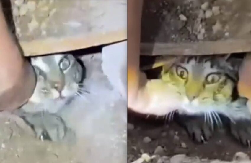Drifter, un gattino grigio tigrato, è stato salvato dopo 60 giorni passati intrappolato sotto l’asfalto. A salvarlo, la voce e l’amore di una bambina.