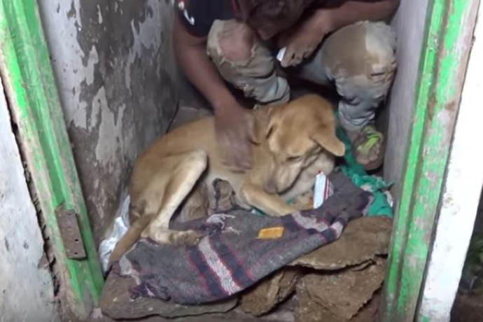 Nel cuore dell’India, una cagnolina ha lottato con tutte le sue forze per liberare i suoi cuccioli dopo il crollo della casa dove li aveva partoriti.
