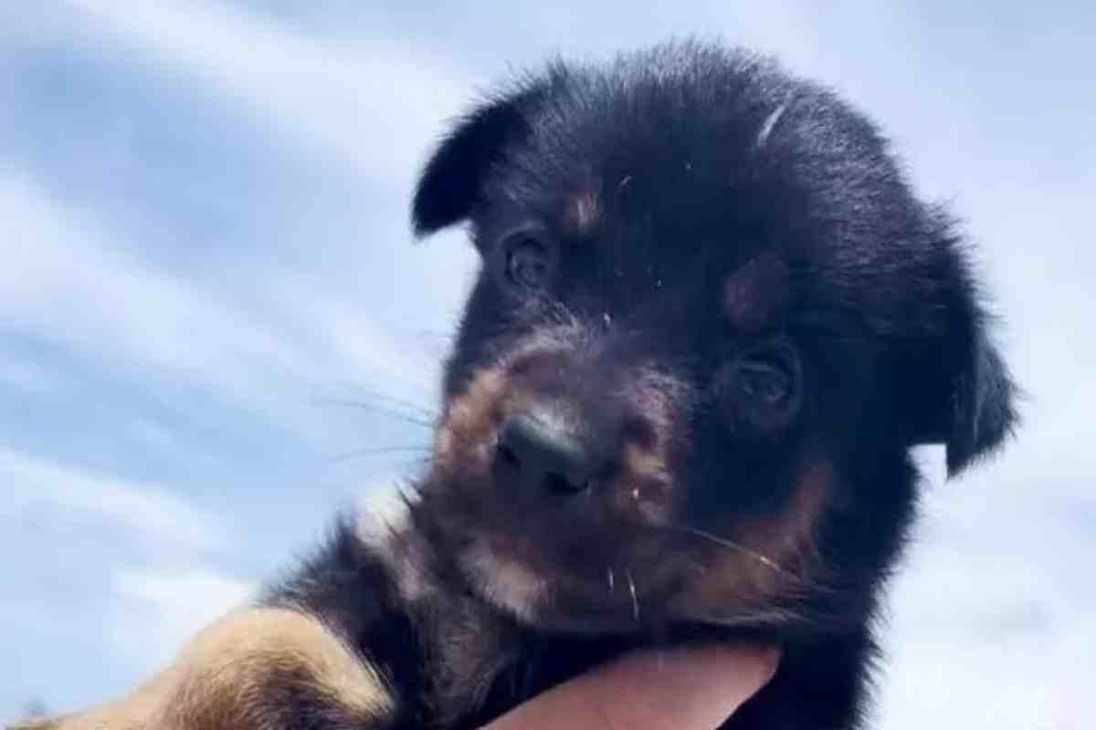 Abbandonata su una spiaggia tropicale, Midge trova l’amore: studentessa la adotta e la porta con sé negli Stati Uniti