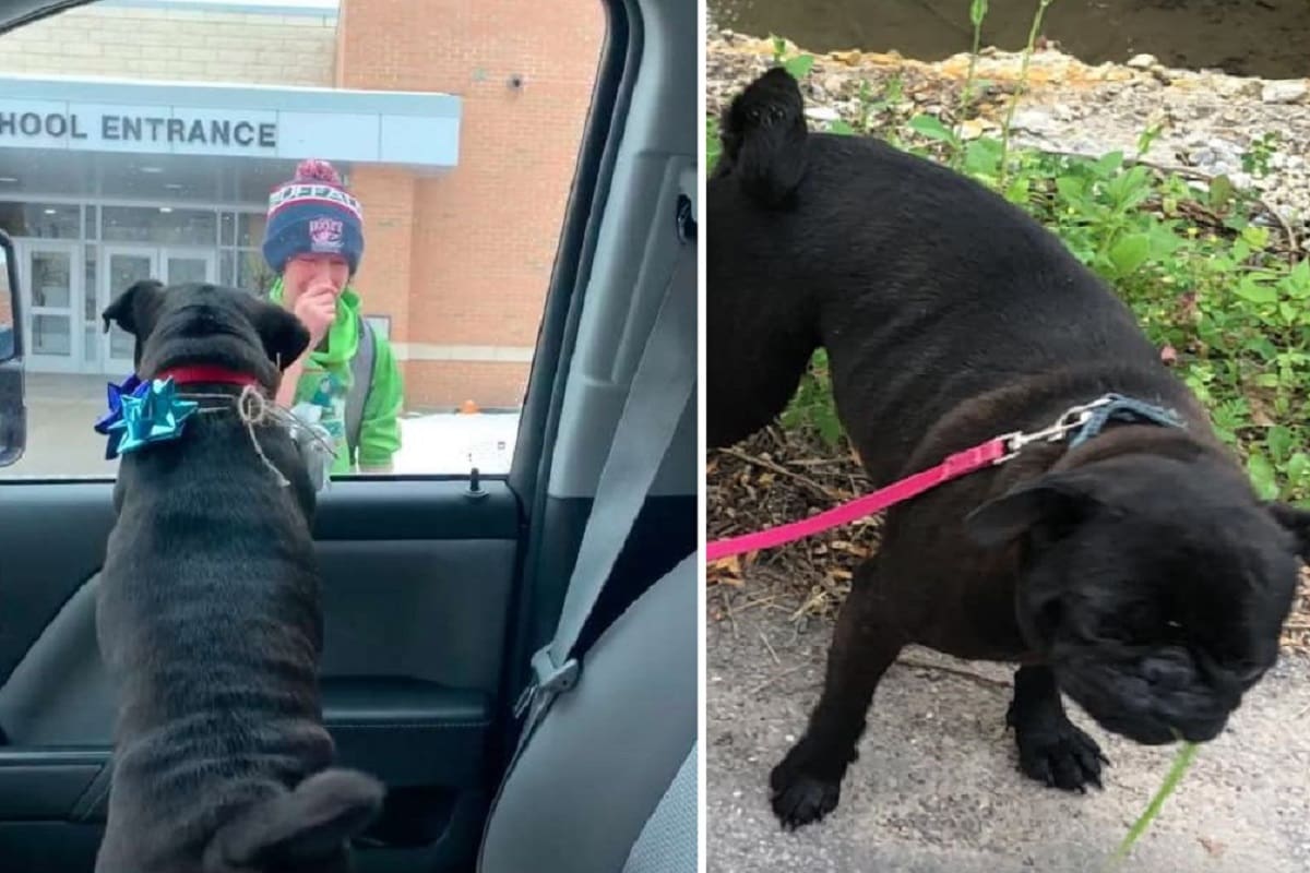 Scomparso per un mese, Piper torna a casa: il suo padroncino scoppia in lacrime appena lo rivede