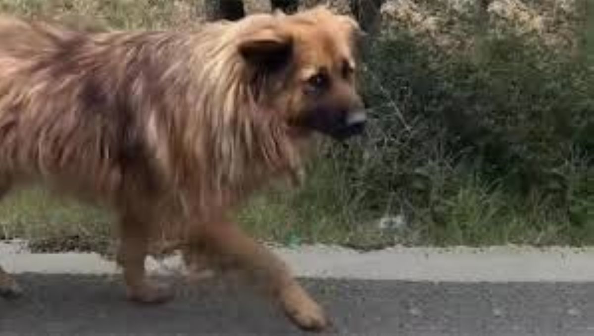 Un cane abbandonato insegue un’auto per salvarsi: ora è felice e vive con altri 29 animali