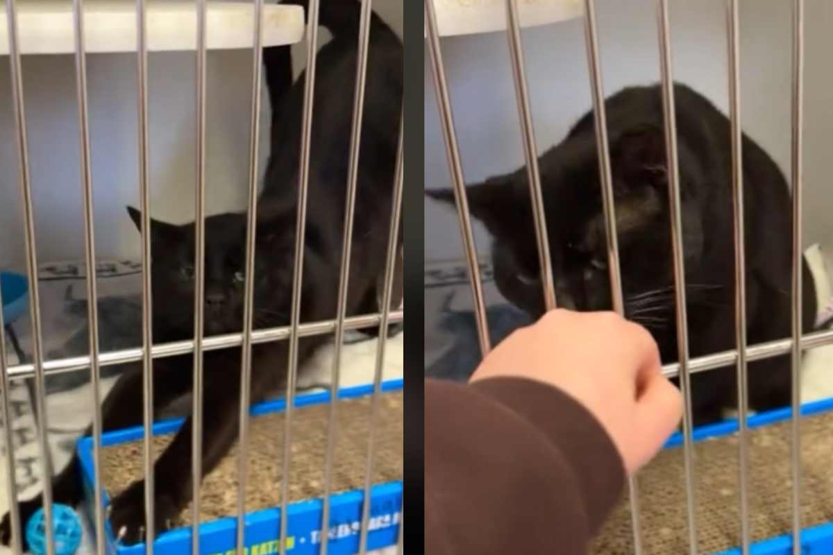 Abbandonato perché “troppo affettuoso”: il gatto Ravi conquista tutti e commuove il web