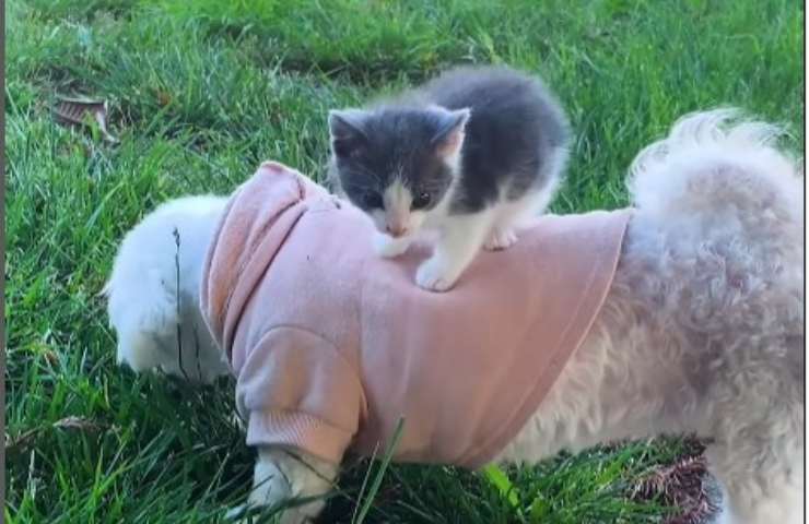 Il cucciolo spunta dal nulla e cambia la loro vita: l’incontro tra Leo, un uomo e il suo cane diventa una famiglia