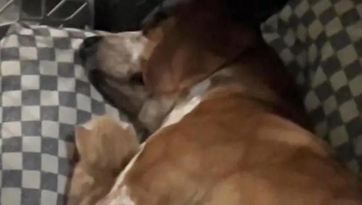 La Beagle cade in depressione dopo una perdita dolorosa, ma ritrova la forza grazie a un piccolo micetto rimasto solo.