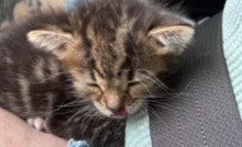 A soli 2 settimane, Miso stava per morire investito. Salvato da due donne, oggi combatte per sopravvivere con l’aiuto di un cane speciale.