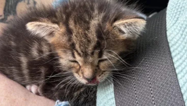 A soli 2 settimane, Miso stava per morire investito. Salvato da due donne, oggi combatte per sopravvivere con l’aiuto di un cane speciale.