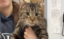 Nata con sei arti a causa di un gemello fuso nel grembo, Bitsy ora vive serena su tre zampe grazie a un intervento salvavita.