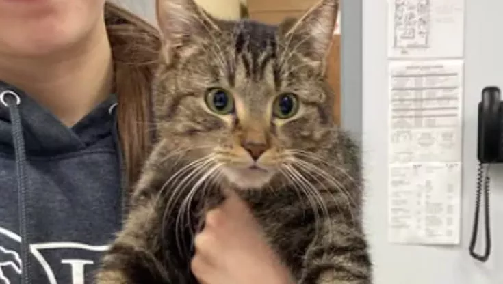 Nata con sei arti a causa di un gemello fuso nel grembo, Bitsy ora vive serena su tre zampe grazie a un intervento salvavita.