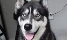 Un violento temporale in Florida ha spaventato Titan, un Husky siberiano. Il suo rifugio nella vasca e l’abbraccio del padrone hanno toccato migliaia.